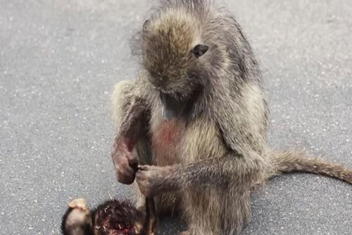 Thấy xác con bị xe tông, khỉ mẹ làm hành động khiến người chứng kiến đau 'xé lòng'