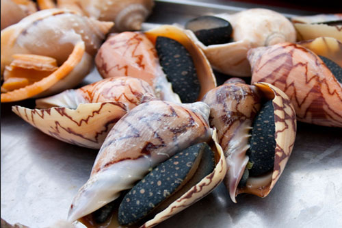 Khám phá thú vị về ốc vôi, đặc sản miền biển Việt Nam