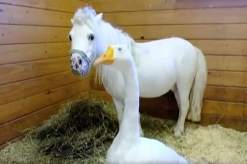 'Lạ kỳ' chuyện ngựa lùn và ngỗng trắng "tự định nhân duyên"