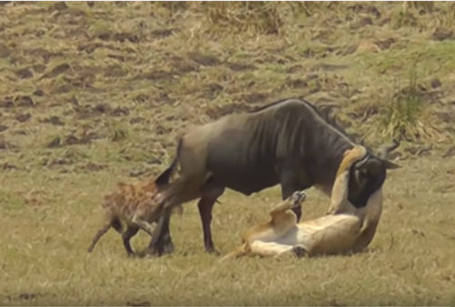 CLIP: Sư tử và linh cẩu "hợp sức" đoạt mạng linh dương