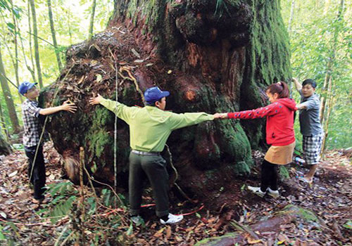 Kỳ diệu 'vương quốc' của những gốc cây lớn chưa từng thấy ở Quảng Nam