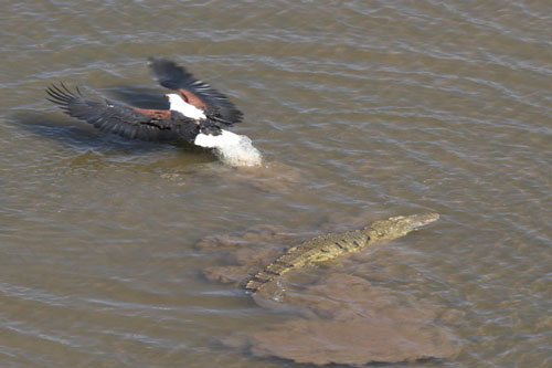 Mục kích cảnh ưng biển trắng trợn cướp mồi của cá sấu