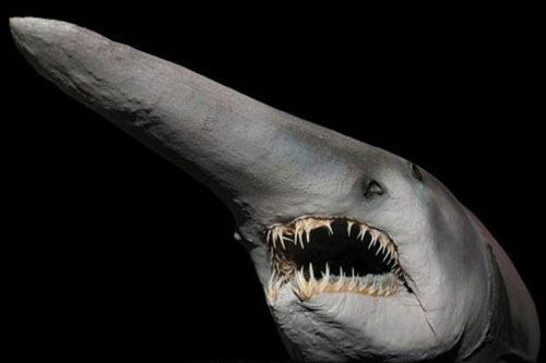 Những loài động vật có khả năng siêu phàm giống hệt Pokemon