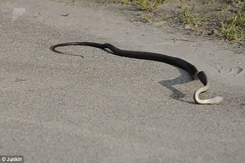 'Khiếp sợ' trước cảnh rắn quằn quại vì lên cơn co giật