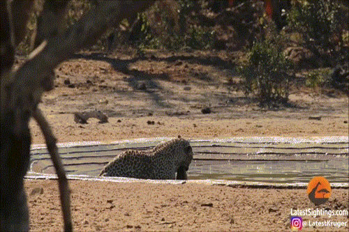 Sư tử cậy đông cướp mồi của báo đốm