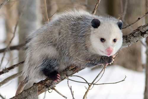 Ngạc nhiên trước 5 loài động vật có thời gian mang thai ngắn nhất