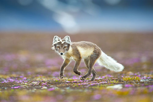 Ngưỡng mộ tài năng của cáo tuyết Bắc cực đáng yêu