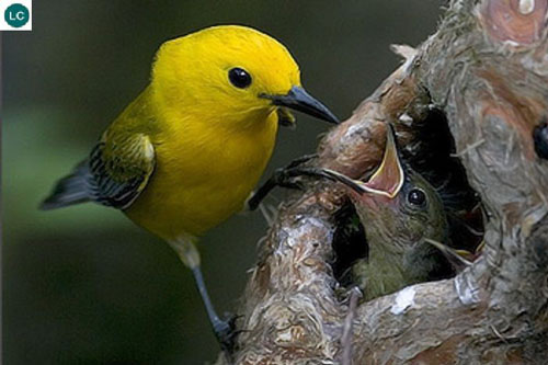 Nể phục 5 loài vật có khả năng dự đoán thiên tai chuẩn xác