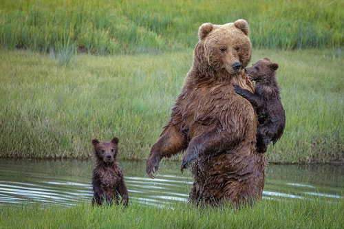 Gấu con đòi trèo lên lưng mẹ vì sợ nước