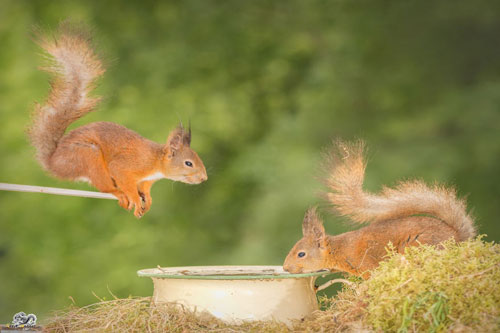 Khi loài sóc cũng thi đấu Olympic như con người
