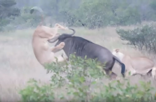 CLIP: Linh dương tung đòn "hiểm" khiến sư tử bỏ chạy hoảng loạn