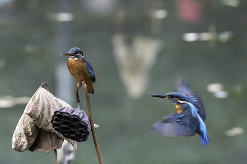 Ngưỡng mộ trước 'tình cảm mặn nồng' của vợ chồng chim bói cá