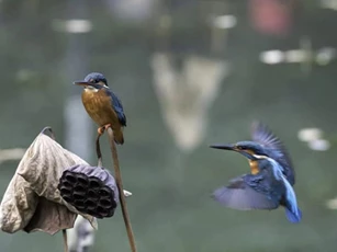Ngưỡng mộ trước 'tình cảm mặn nồng' của vợ chồng chim bói cá