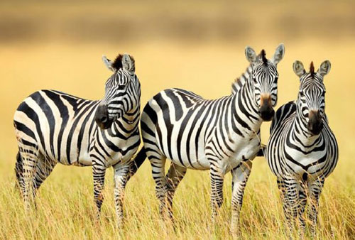 Sọc của ngựa vằn có tác dụng gì, sao con người không bao giờ cưỡi ngựa vằn