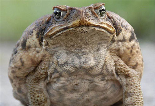 1001 thắc mắc: Cóc khổng lồ ăn gì, vì sao chúng được gọi là cóc mía?