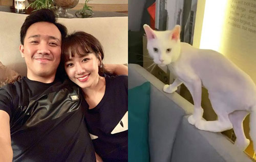 Trấn Thành đòi đưa Hari Won "ra tòa" vì hành động với mèo cưng khi chồng vắng nhà