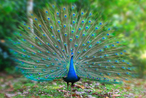 Top 10 loài chim đẹp và hiếm nhất thế giới