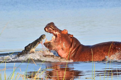 Cá sấu 'bỏ của chạy lấy người' khi bị hà mã 'trấn lột'
