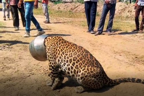 CLIP: "Đột nhập" vào khu dân cư, báo hoa mai nhận cái kết đắng