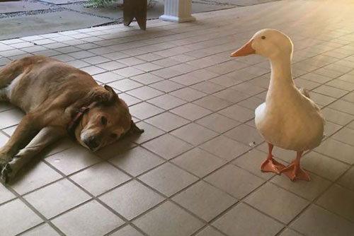 Chú chó trầm cảm được bạn vịt cứu rỗi