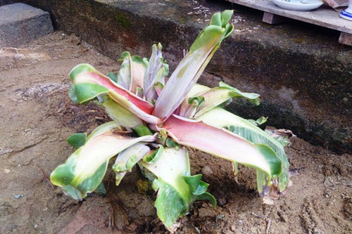 Người dân thắp hương khấn vái cây chuối “thần“ 6 bắp