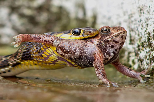 'Ghê rợn' cảnh rắn độc nuốt chửng ếch nhanh như chớp