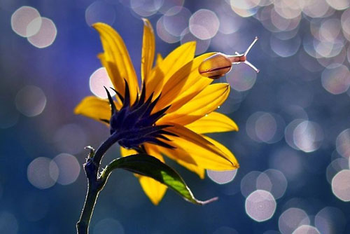 Những bông hoa 'ma thuật' tuyệt đẹp ở Ba Lan