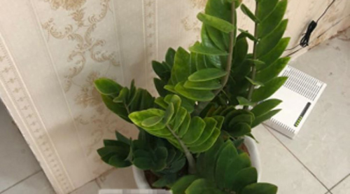 Chồng vừa mua cây phong thủy thì kêu bị mất tiền, vợ vô tình xê dịch vị trí thì phát hiện điều khó ngờ