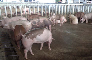 TP.HCM: Tăng cường kiểm soát buôn bán, vận chuyển heo trái phép