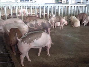 TP.HCM: Tăng cường kiểm soát buôn bán, vận chuyển heo trái phép