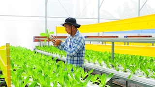 Ngành nông nghiệp TP.HCM phát đấu tăng trưởng GRDP 6% trong năm 2020