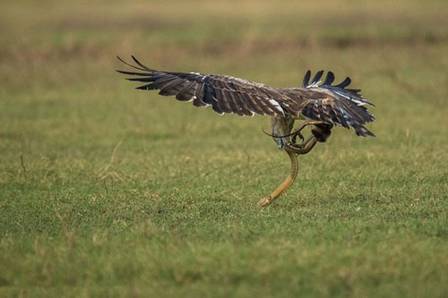 Ảnh động vật : Đại bàng quyết đấu rắn độc