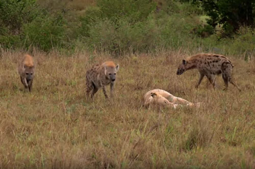 CLIP: Sư tử cái trong vòng vây linh cẩu và cái kết "khó tin"