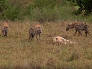 CLIP: Sư tử cái trong vòng vây linh cẩu và cái kết "khó tin"