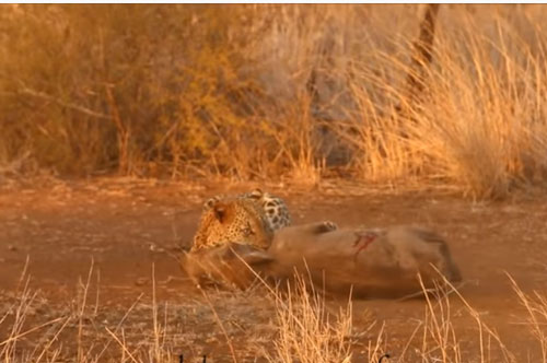 CLIP: Báo hoa mai đoạt mạng lợn bướu trong "một nốt nhạc"