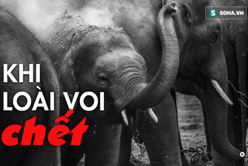 3000 USD đổi lấy 1kg 'báu vật sống' của loài voi: Sự tàn khốc từ lòng tham con người là đây!