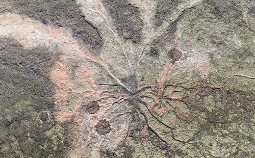 Tìm thấy rễ cây 385 triệu năm tuổi trong khu rừng cổ xưa nhất thế giới