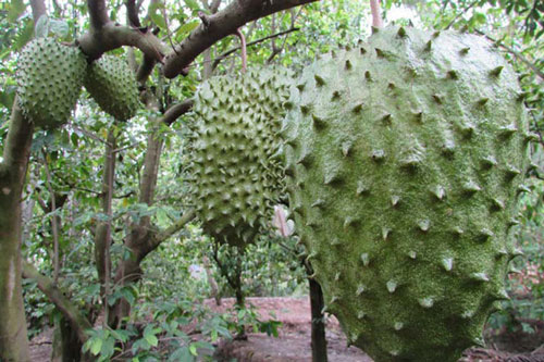 Nhà vườn Hậu Giang chuẩn bị hàng chục tấn mãng cầu xiêm phục vụ Tết