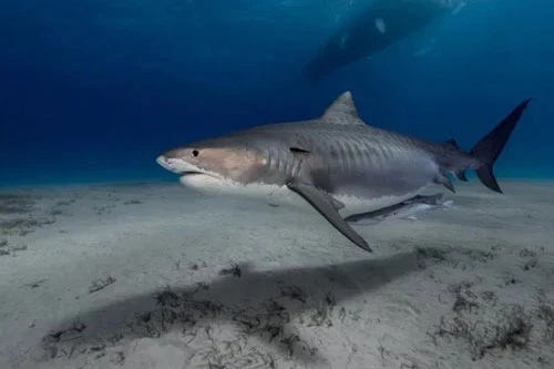 Cá mập hổ đã bị Trung tâm Securite Requin (CSR) bắt để phục vụ mục đích nghiên cứu. Ảnh minh họa: Getty Images