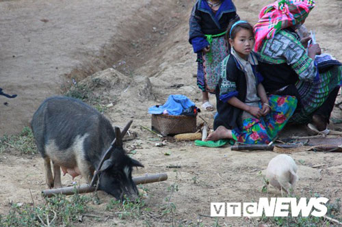 Chuyện lạ về giống lợn đeo gông, to như con bò ở Mù Cang Chải