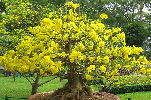 Mai Tết dự kiến được mùa, giá không tăng