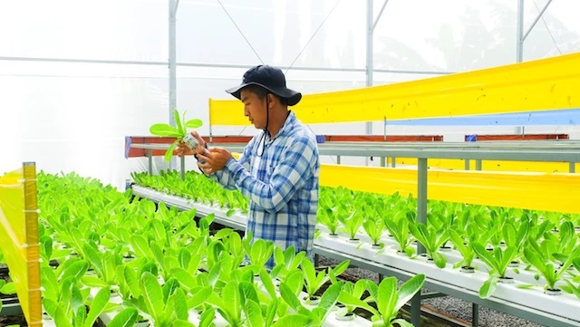 Ngành nông nghiệp TP.HCM phấn đấu tăng trưởng GRDP 6% trong năm 2020.