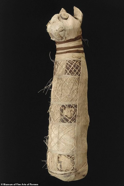 Con mèo Ai Cập ướp xác 2500 năm tuổi, được bảo tồn tại Bảo tàng Mỹ thuật ở Rennes, Pháp, lần đầu tiên được đưa qua máy chụp CT.