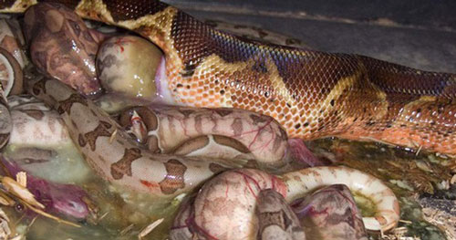 Clip: Điểm danh những loài động vật ăn thịt lớn nhất đang sinh sống trên Trái Đất