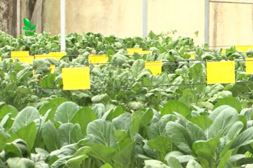 Lâm Đồng: Đổi đời nhờ trồng rau khí canh