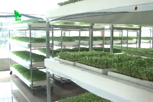 TP.HCM: Thu tiền tỷ mỗi năm nhờ trồng rau mầm