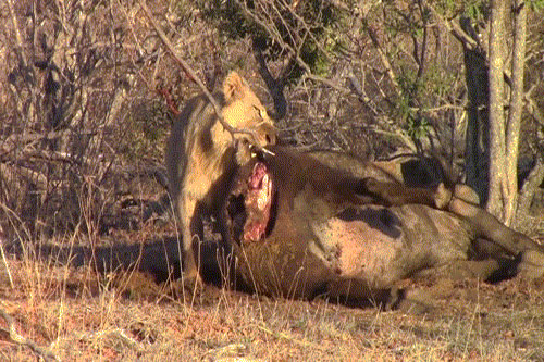 Sư tử, kền kền, linh cẩu chia nhau xác trâu rừng