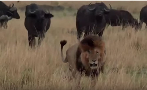 CLIP: Sư tử đực "lủi thủi" bỏ chạy khi bị trâu rừng "cà khịa"
