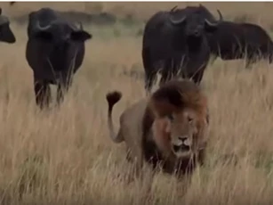CLIP: Sư tử đực "lủi thủi" bỏ chạy khi bị trâu rừng "cà khịa"