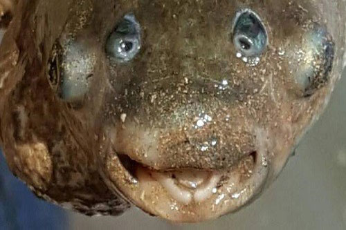 Khám phá những sinh vật bốn mắt dị thường